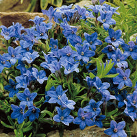 Cromwell Lithodora 'Heavenley Blue' Blue - Bio - Hardy plant
