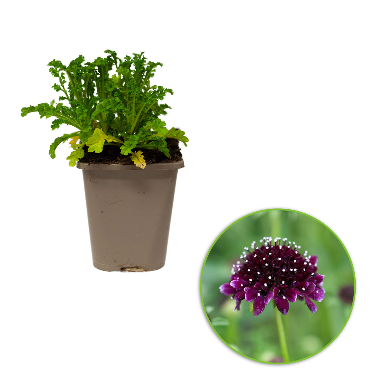 Pincushion flower Scabiosa 'Barocca' Purple-Black - Bio - Hardy plant