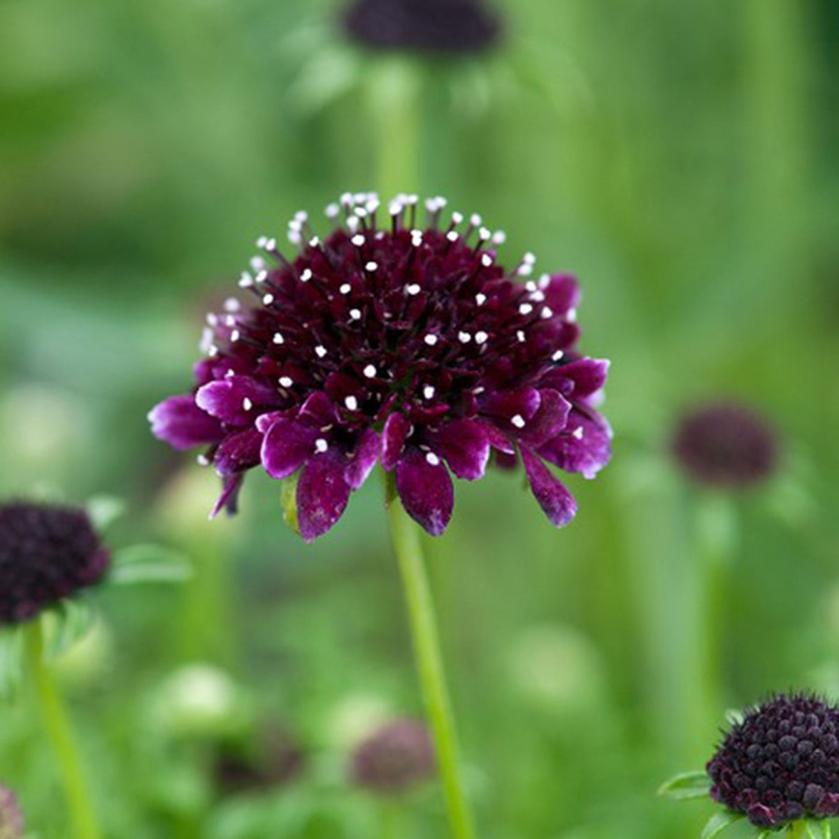 Pincushion flower Scabiosa 'Barocca' Purple-Black - Bio - Hardy plant