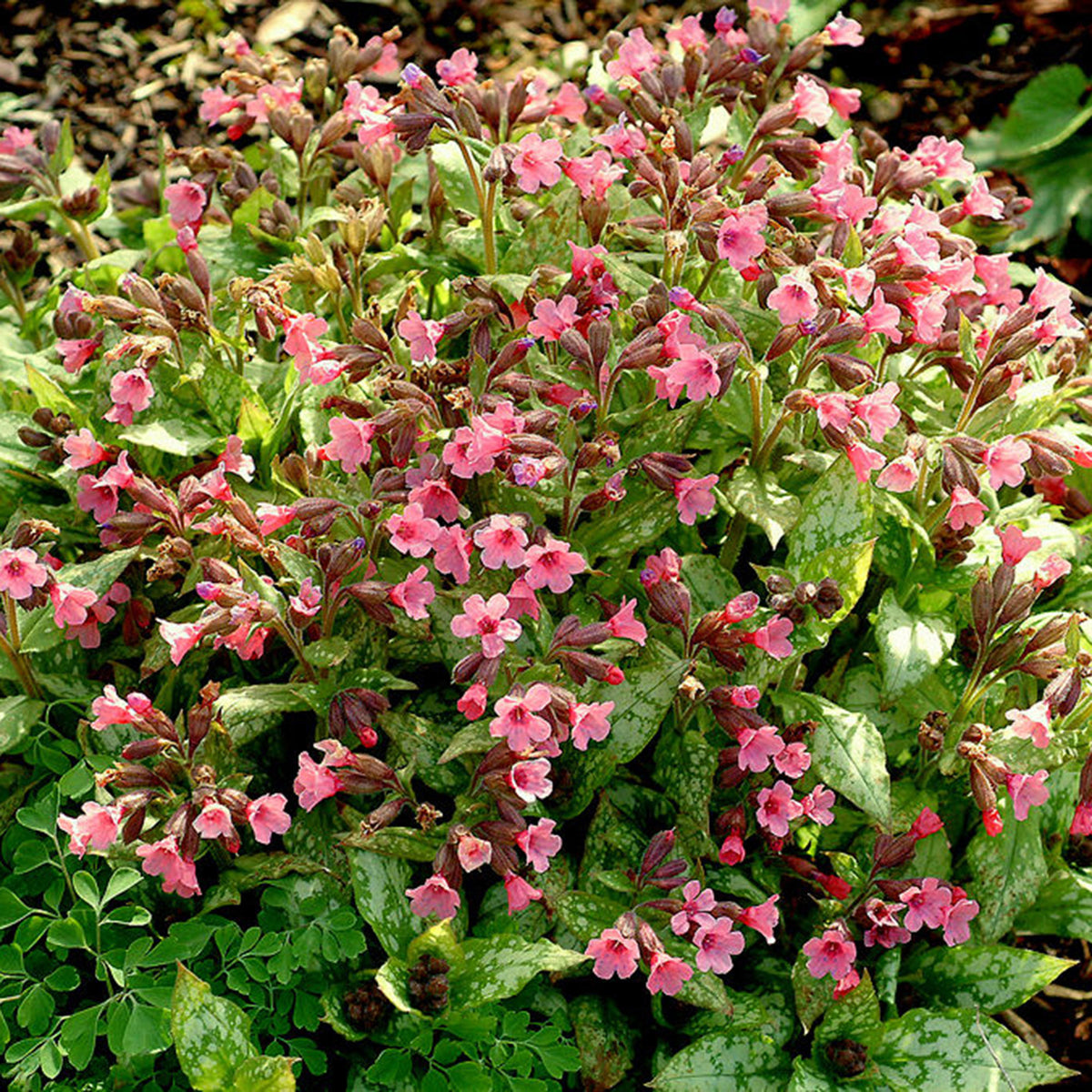 Lungwort Pulmonaria 'Bubblegum' Pink - Bio - Hardy plant