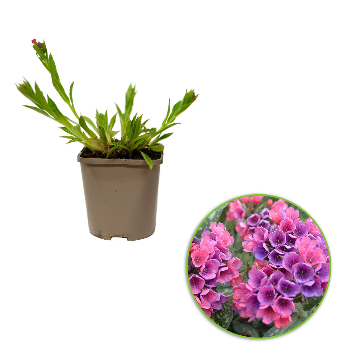 Lungwort Pulmonaria 'Raspberry Splash' Pink-Red - Bio - Hardy plant