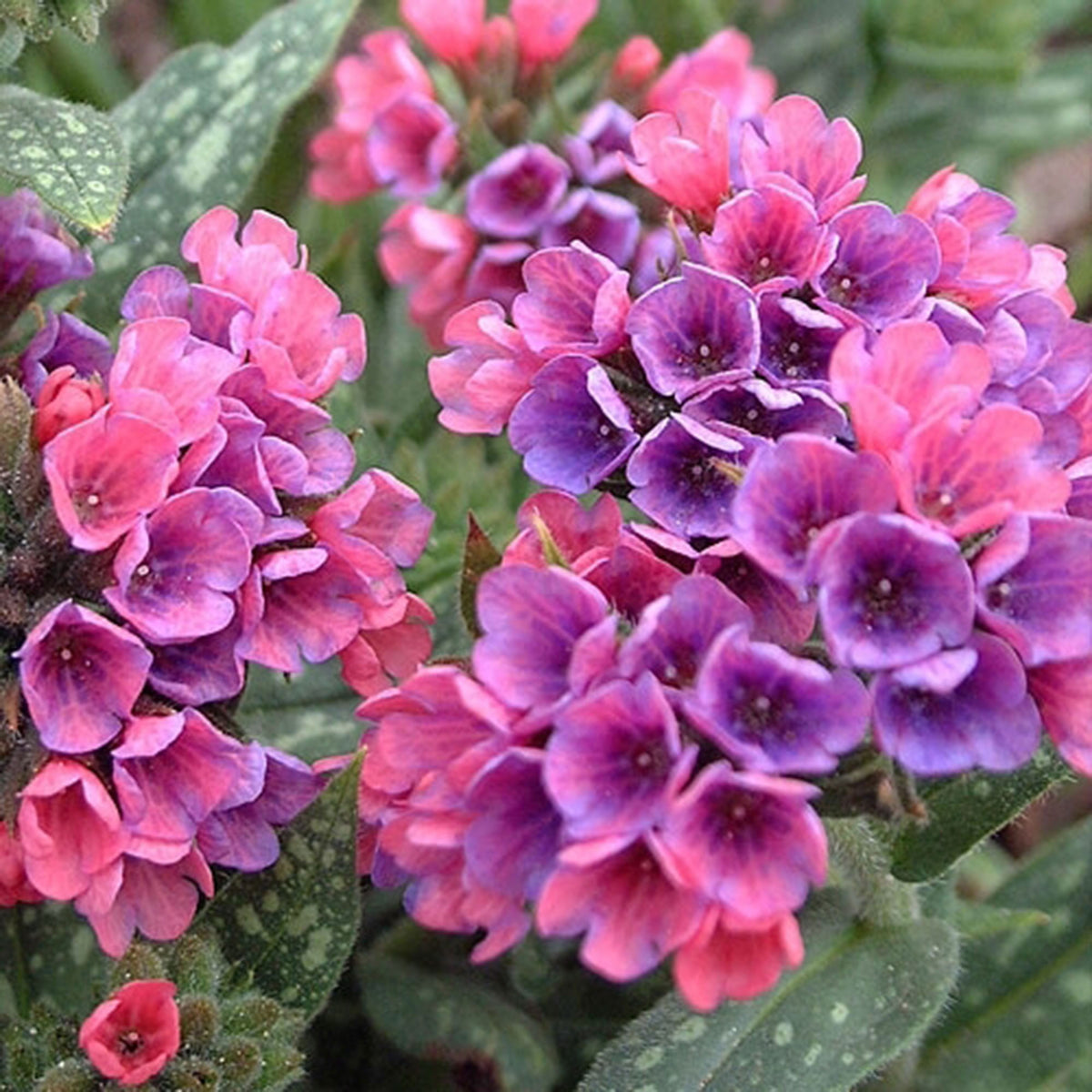 Lungwort Pulmonaria 'Raspberry Splash' Pink-Red - Bio - Hardy plant