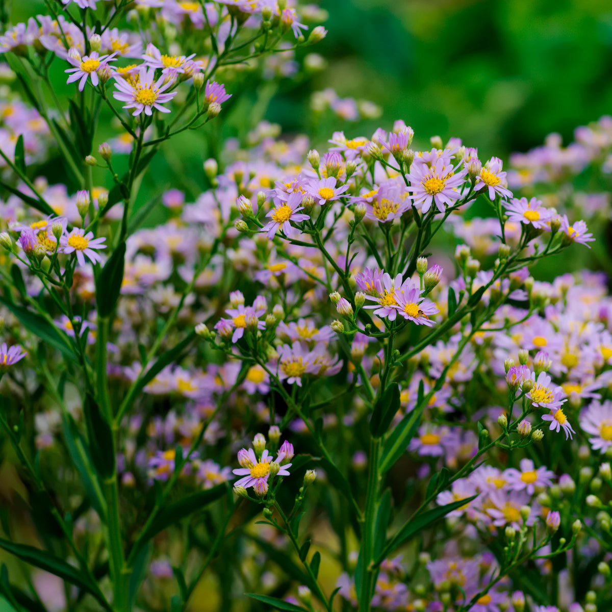 Autumn aster ageratoides 'Stardust' Purple - Hardy plant
