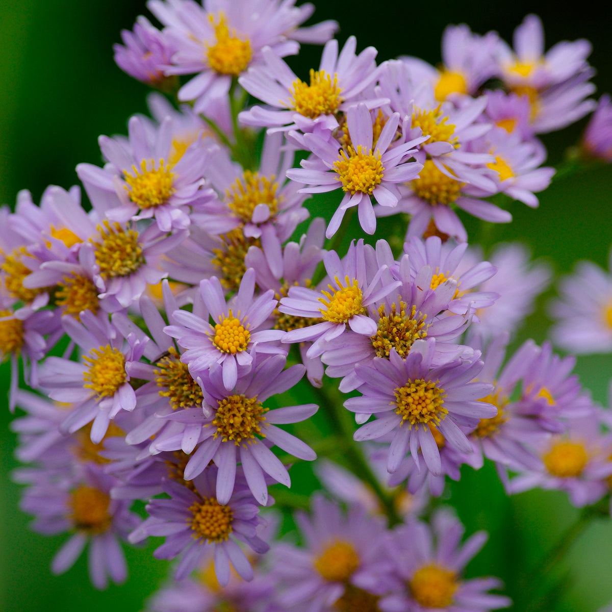 Autumn aster ageratoides 'Stardust' Purple - Hardy plant