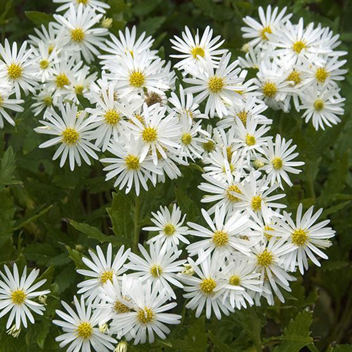 Autumn aster ageratoides 'Ashvi' White - Bio - Hardy plant