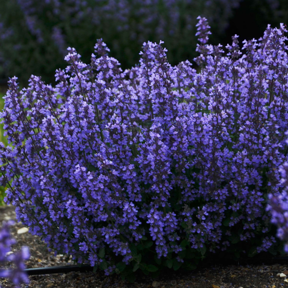 Catmint Nepeta 'Cat's Pyjamas' Blue - Bio - Hardy plant