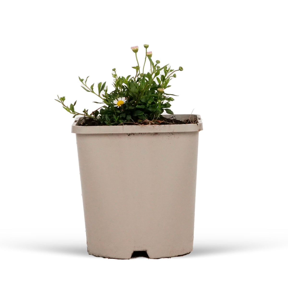 Fleabane Erigeron kavinskianus White-Pink - Bio - Hardy plant