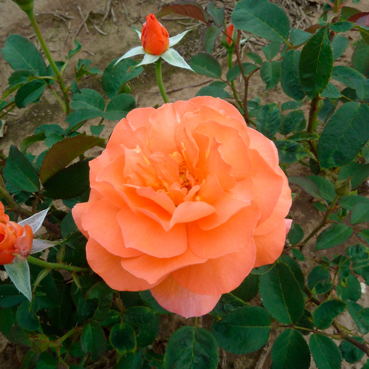 Large-flowered rose Rosa 'Tea Time'® Orange - Hardy plant