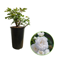 Rose Rosa 'Crystal Fairy'®  White - Hardy plant
