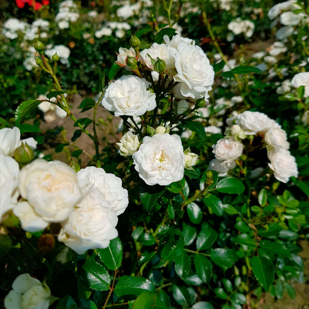 Rose Rosa 'Crystal Fairy'® White - Hardy plant