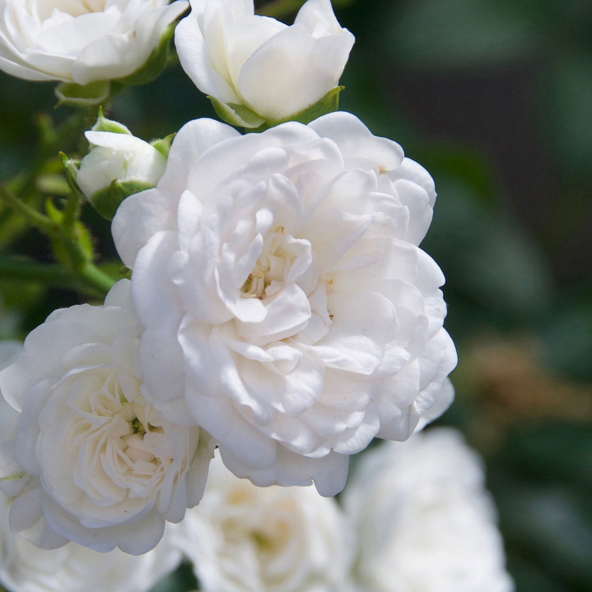 Rose Rosa 'Diamant'® White - Hardy plant