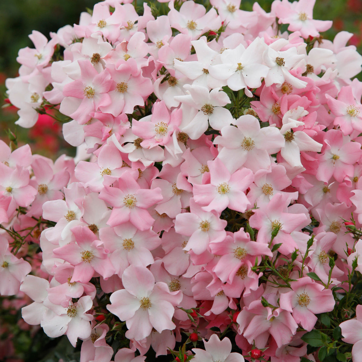 Rose Rosa 'Fortuna'® - Hardy plant Pink