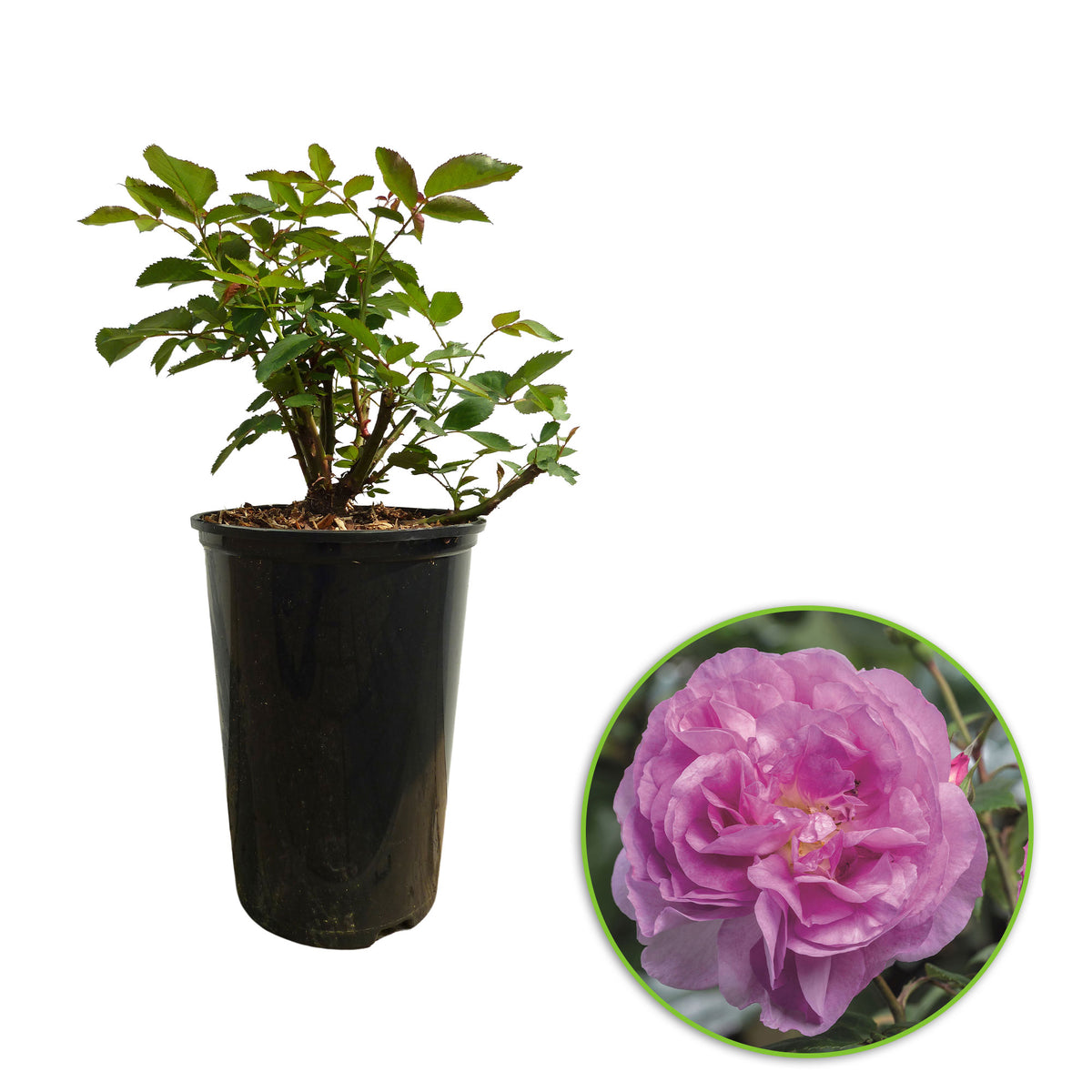 Rose Rosa 'Saphir'® Purple - Hardy plant