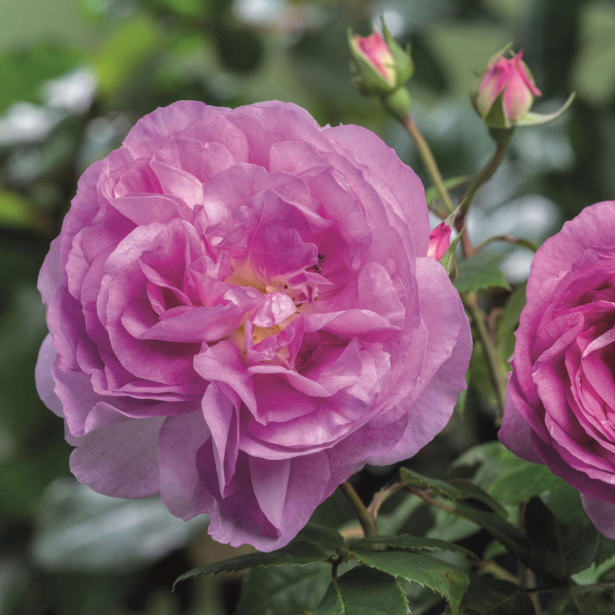 Rose Rosa 'Saphir'® Purple - Hardy plant