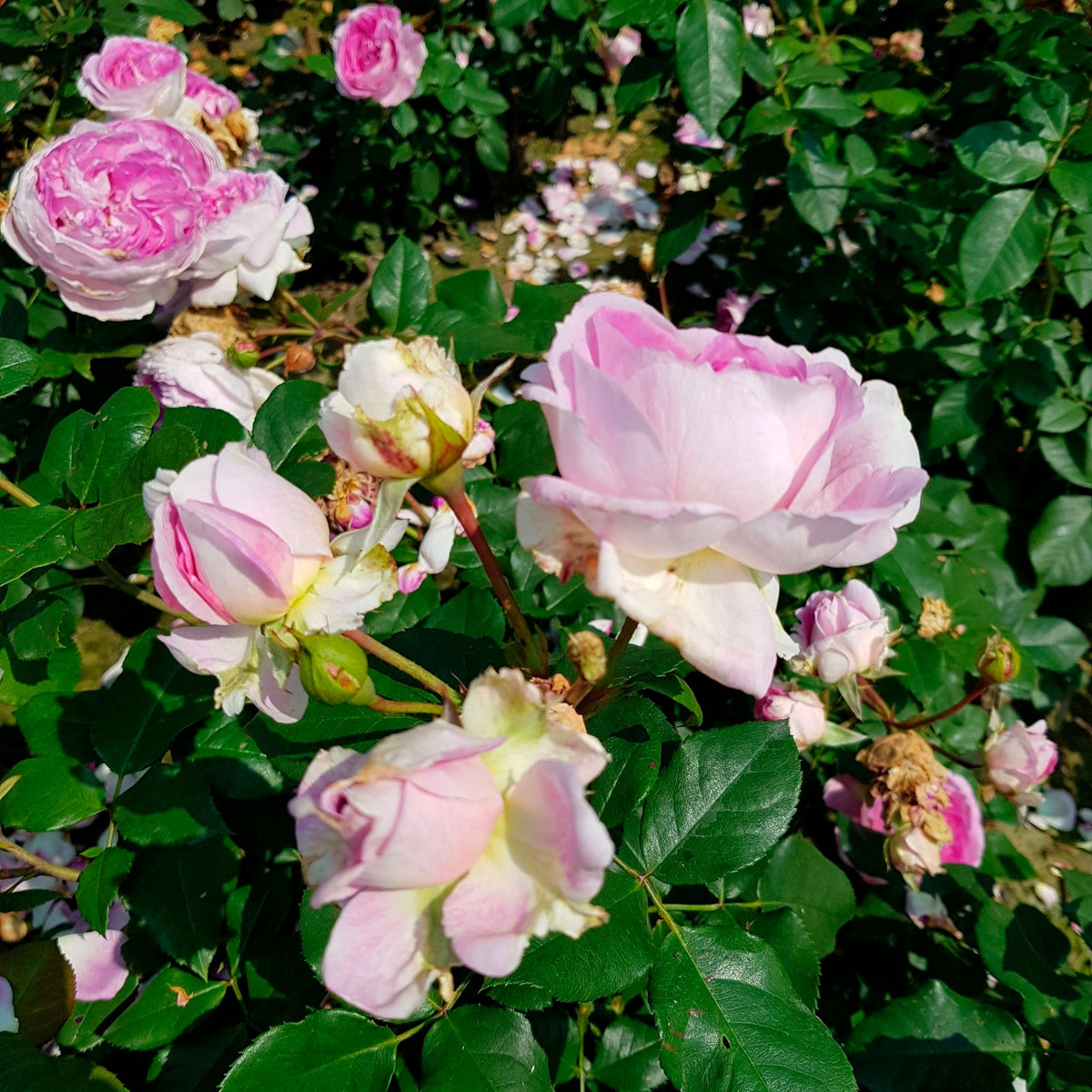 Rose Rosa 'Saphir'® Purple - Hardy plant
