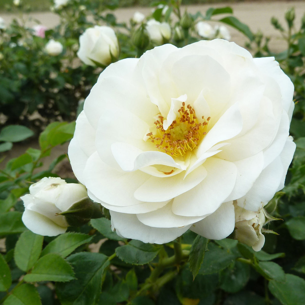 Rose Rosa 'Sirius'® Cream-Pink - Hardy plant