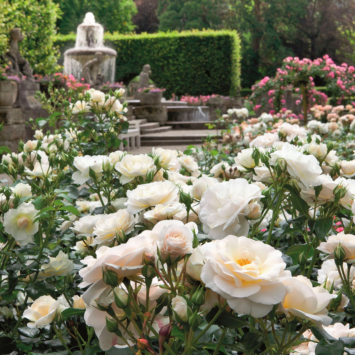Rose Rosa 'Sirius'® Cream-Pink - Hardy plant