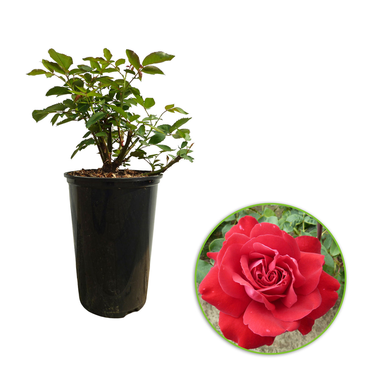 Rosa 'Störtebeker'® Large-flowered rose Red - Hardy plant