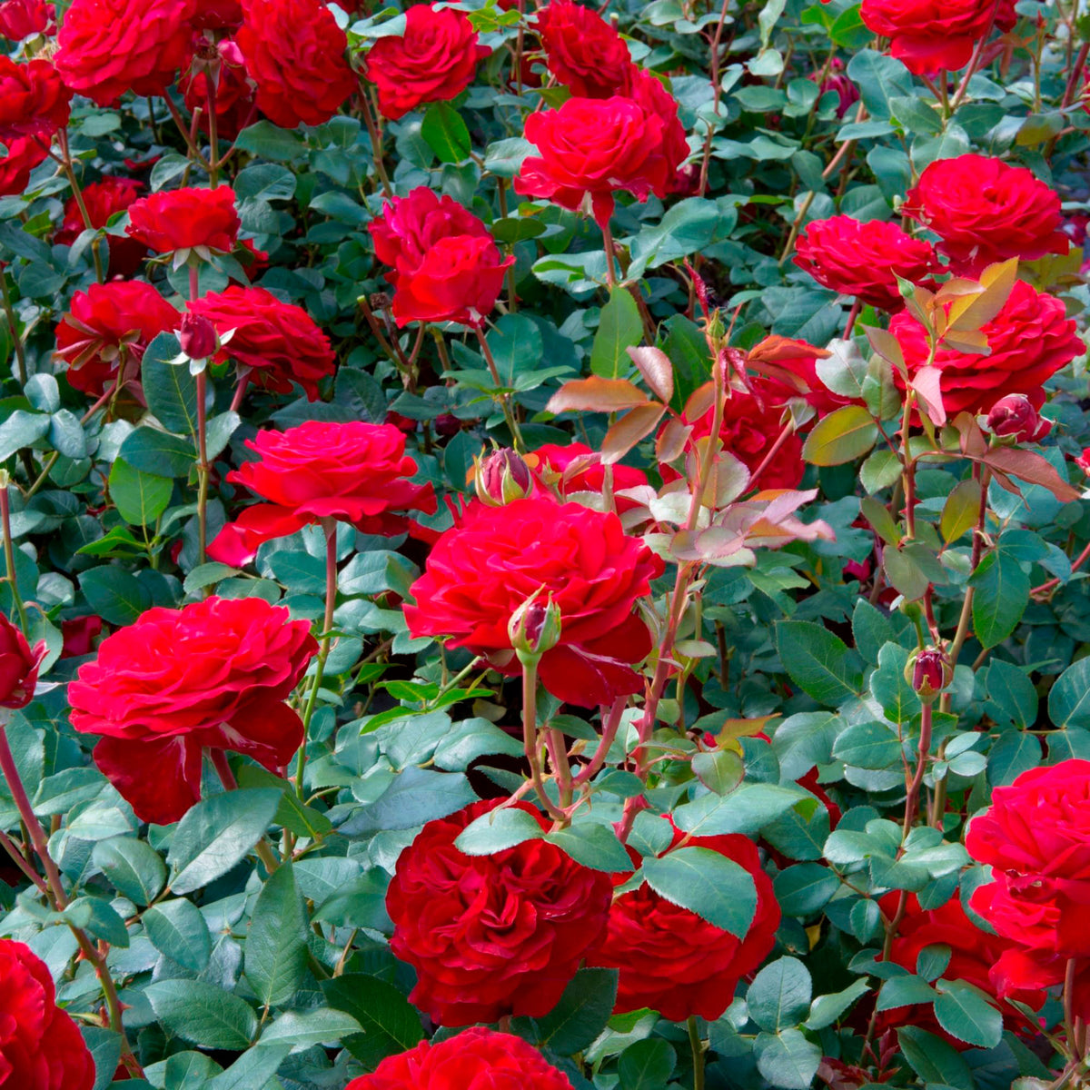 Rosa 'Störtebeker'® Large-flowered rose Red - Hardy plant