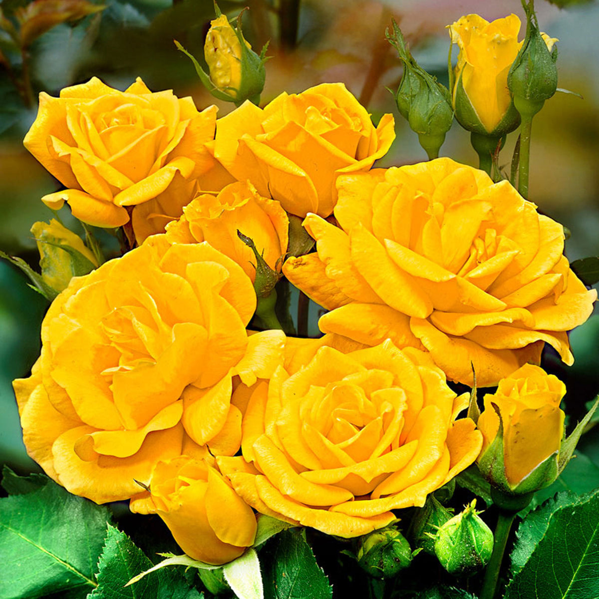 Standard tree rose Rosa 'Friesia'® Yellow - Hardy plant