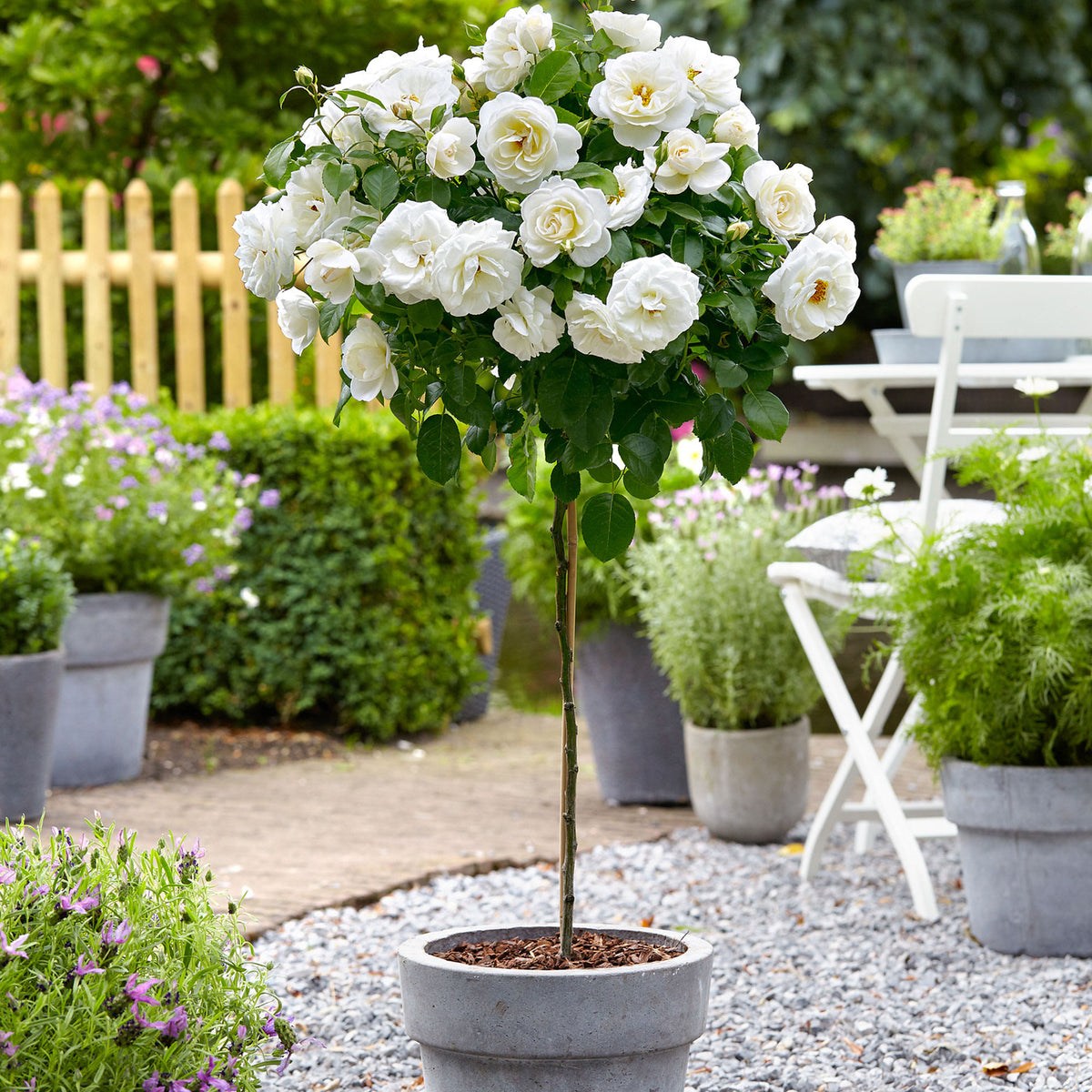 Standard tree rose Rosa 'Kristal'® White - Hardy plant