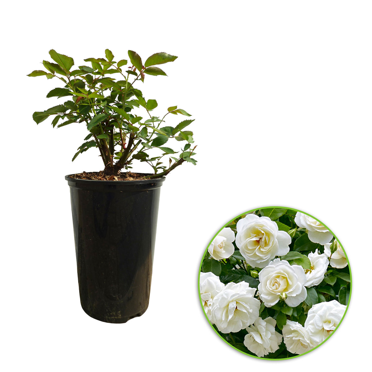 Standard tree rose Rosa 'Kristal'® White - Hardy plant