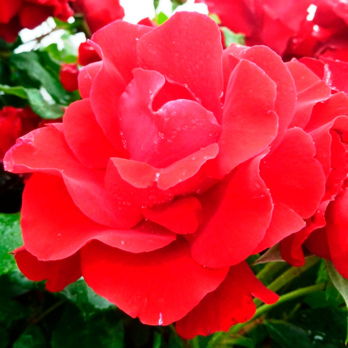 Standard tree rose Rosa 'Happy Wanderer'® Red - Hardy plant