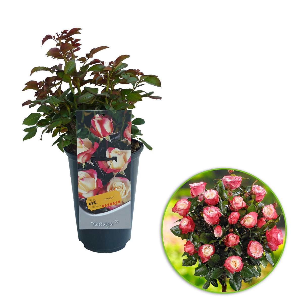 Standard tree rose Rosa 'Nostalgie'® Multicoloured - Hardy plant