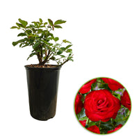 Rose Rosa 'Santana'® Red - Hardy plant