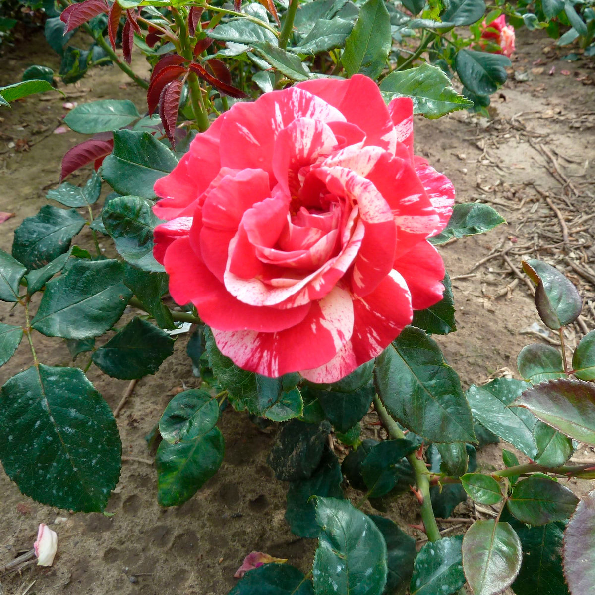 Large-flowered rose Rosa 'Broceliande'® Red-Yellow - Hardy plant