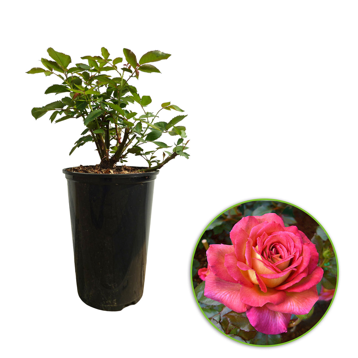 Large-flowered rose Rosa 'Parfum de Grasse'® Yellow-Pink - Hardy plant