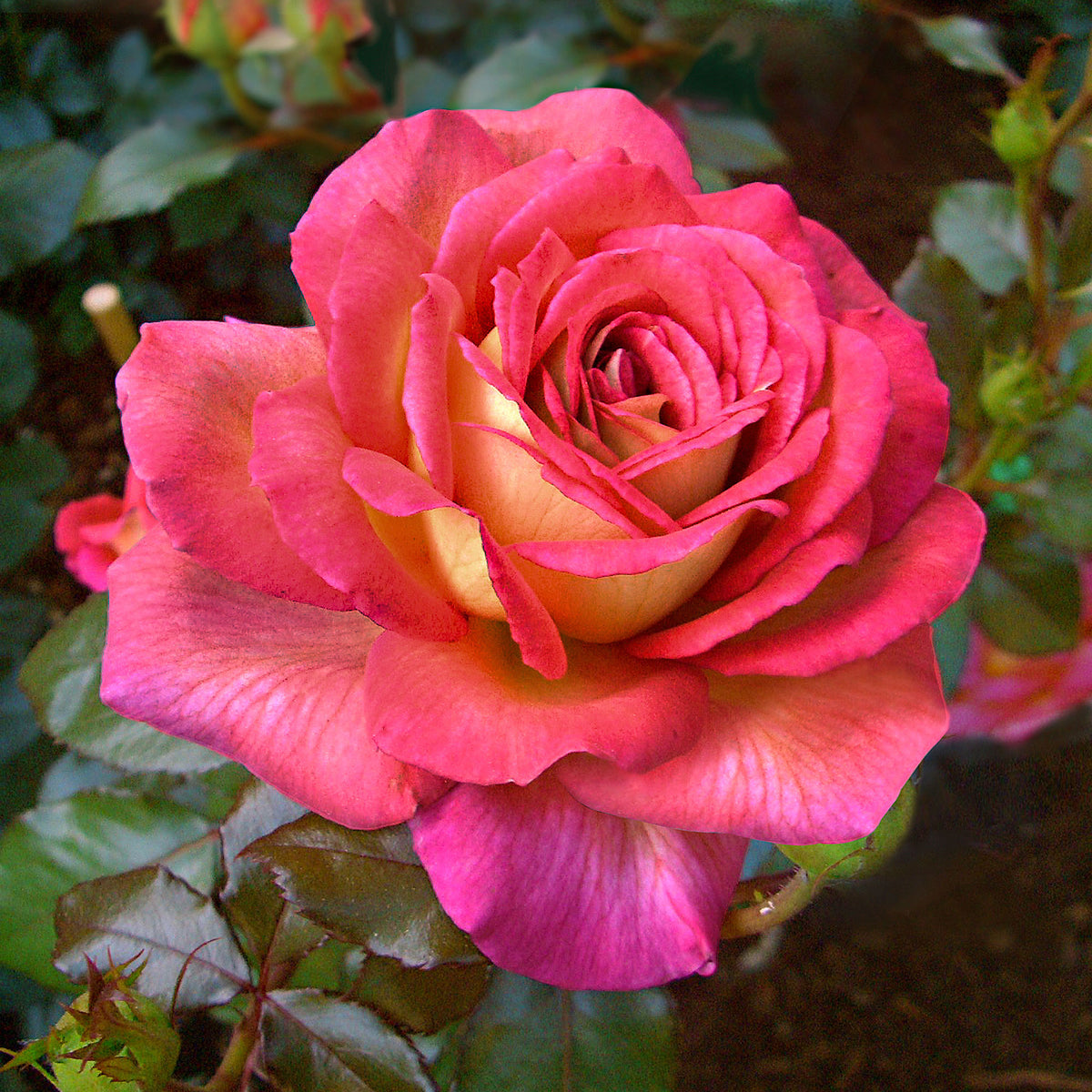 Large-flowered rose Rosa 'Parfum de Grasse'® Yellow-Pink - Hardy plant