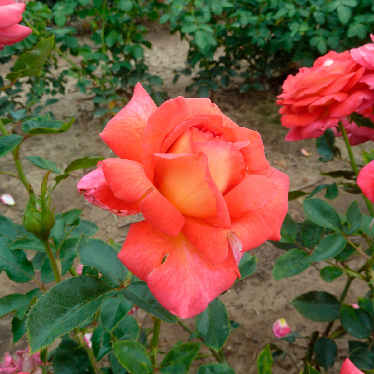 Large-flowered rose Rosa 'Parfum de Grasse'® Yellow-Pink - Hardy plant