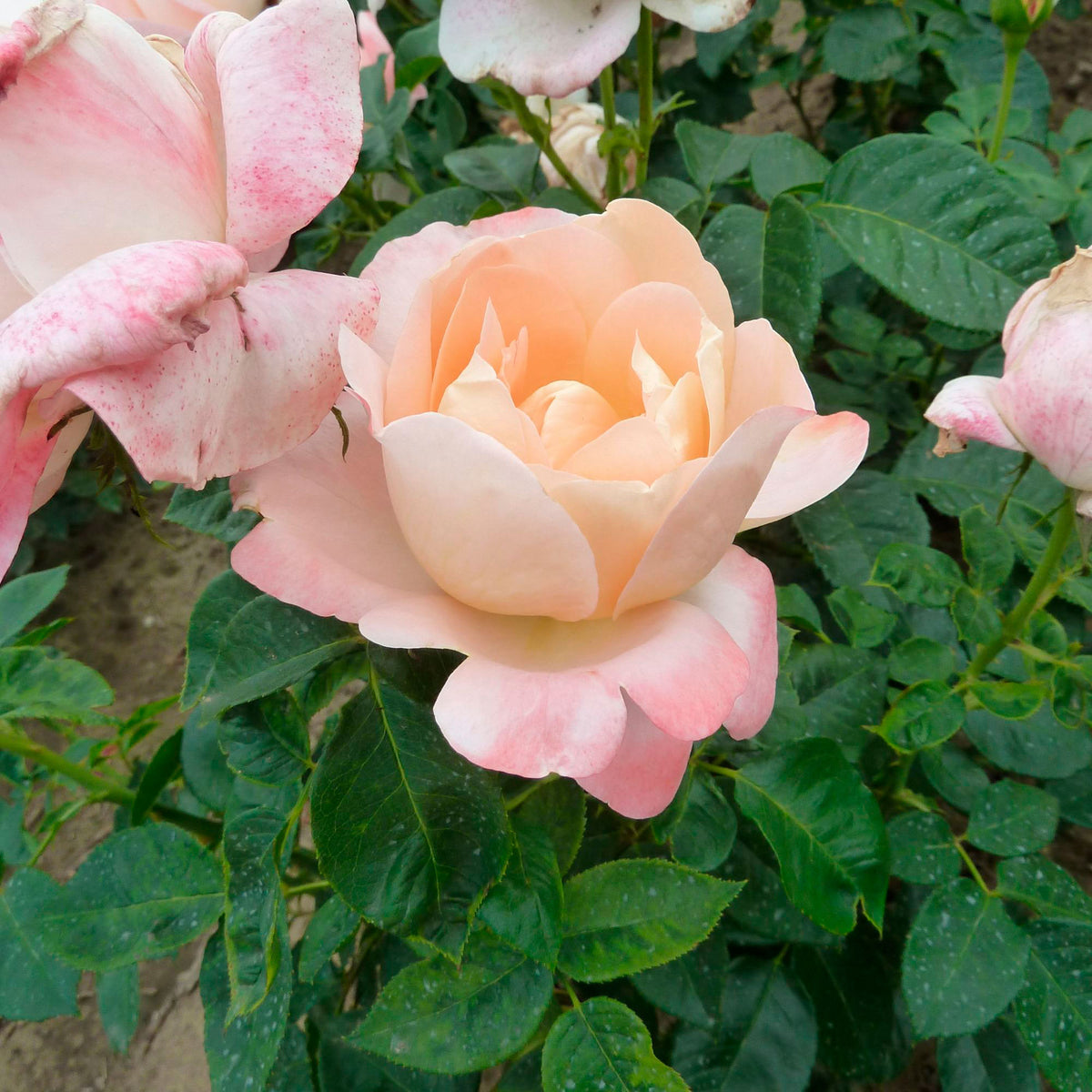 Large-flowered rose Rosa 'Isabelle Autissier'® Pink-Yellow - Hardy plant