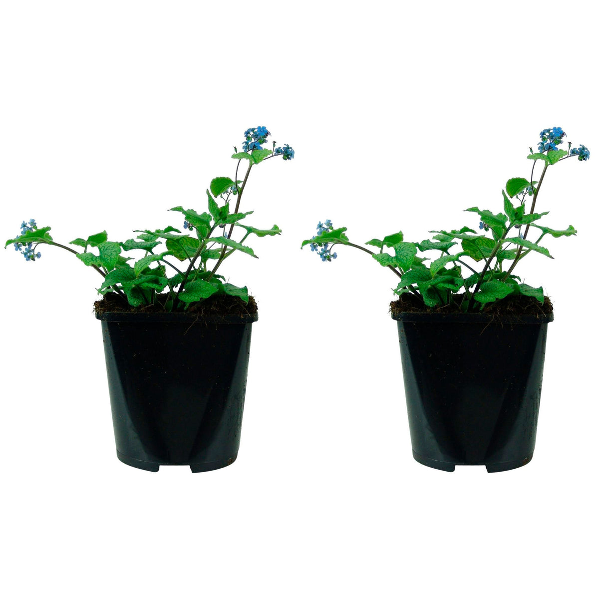 Brunnera 'Alexanders Great' Blue - Bio - Hardy plant