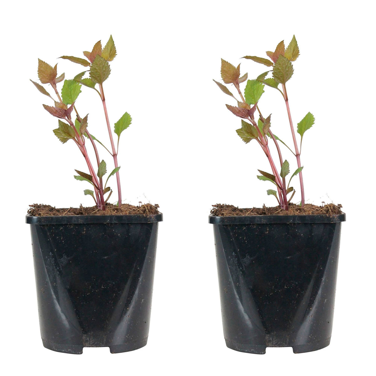 Hemp agrimony Eupatorium 'Chocolate' - Organic brown-white - Hardy plant