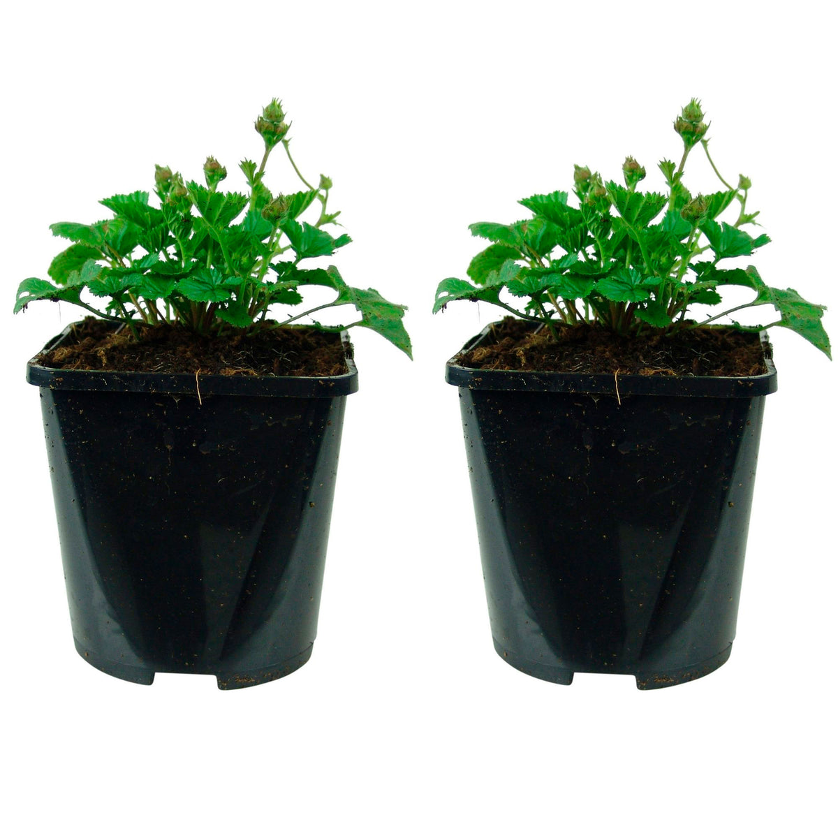 Avens Geum 'Borisii' - Organic orange - Hardy plant