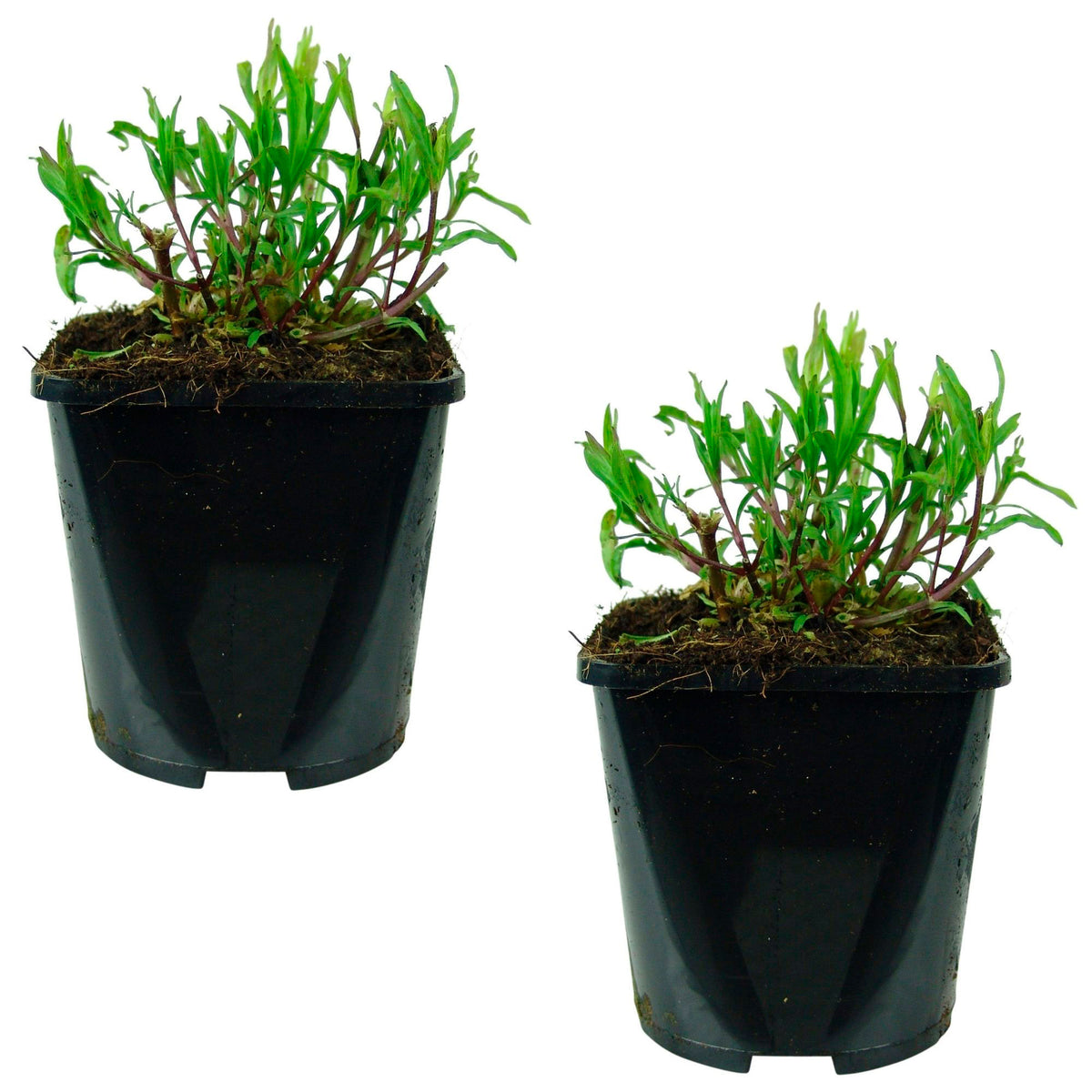 Cuckoo flower Lychnis 'Petit Henri' - Organic white - Hardy plant