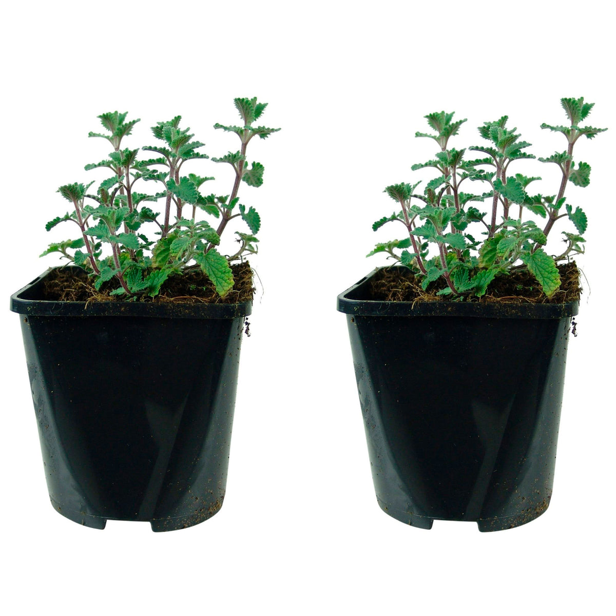 Catmint Nepeta 'Walker's Low' Purple - Bio - Hardy plant