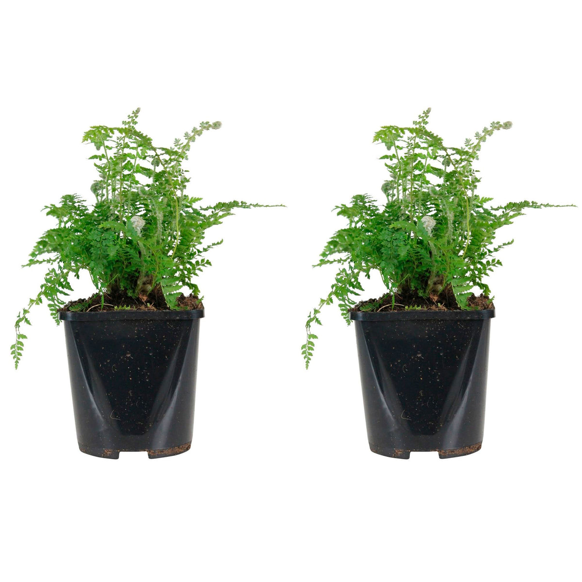 Soft shield fern Polystichum setiferum 'Herrenhausen' Green - Bio - Hardy plant