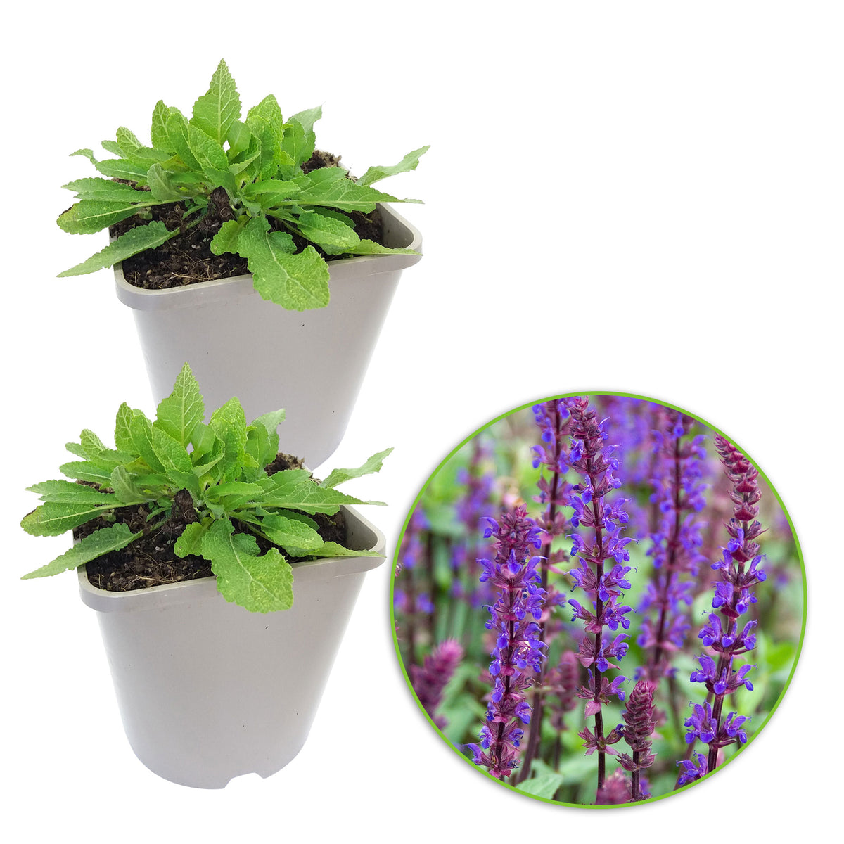 Woodland sage Salvia 'Caradonna' - Organic purple - Hardy plant