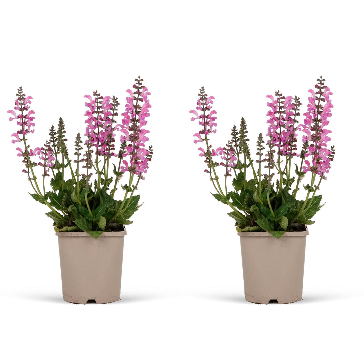 Field sage Salvia 'Pretty in Pink' - Organic pink - Hardy plant