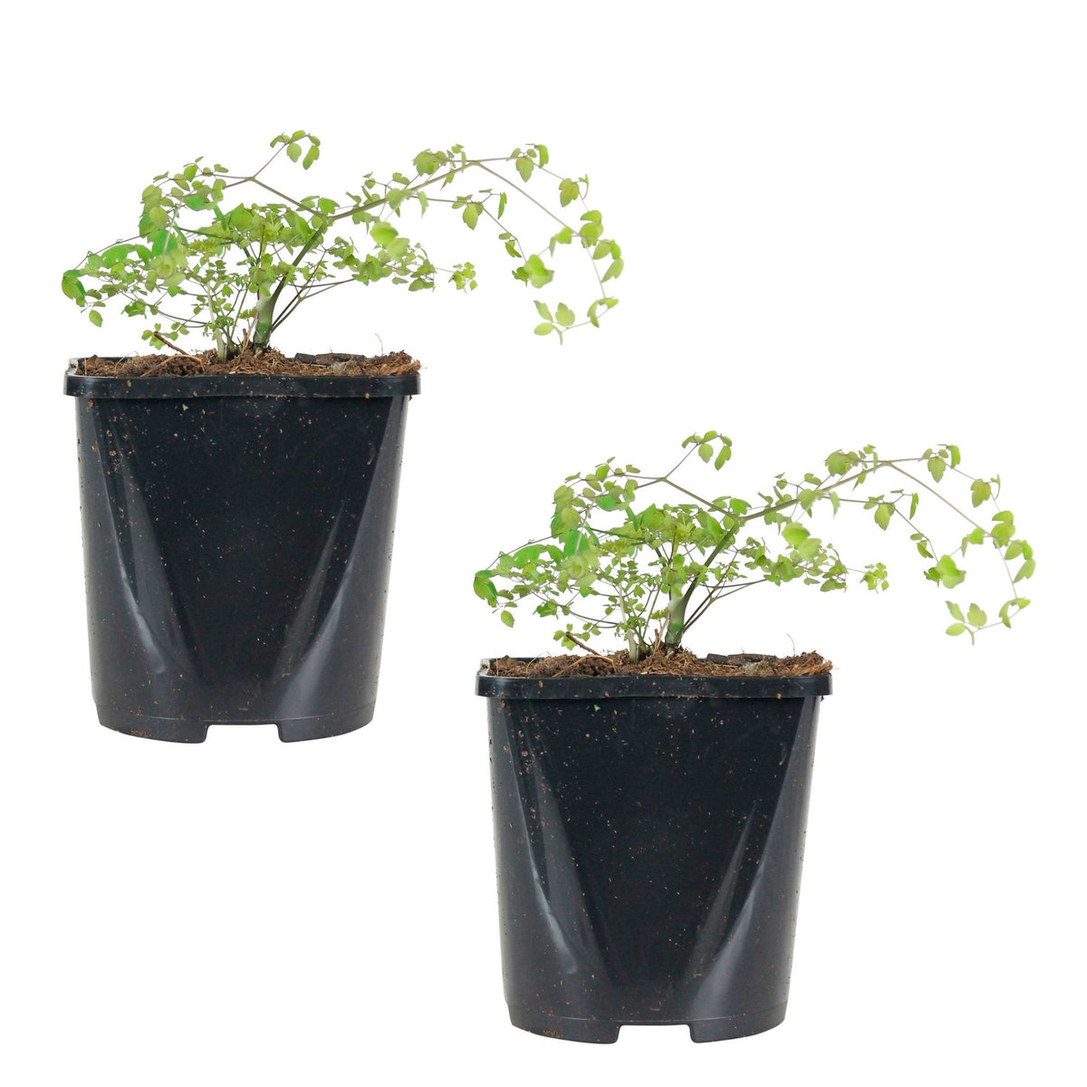 Chinese meadow rue Thalictrum delavayi - Organic pink - Hardy plant