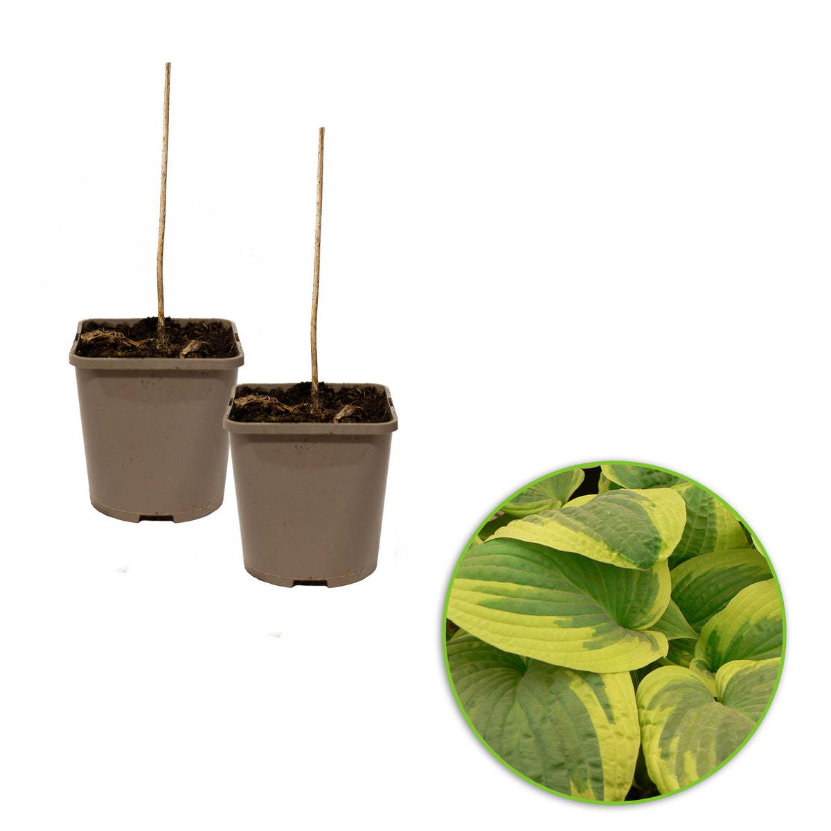 Plantain lily Hosta 'Wilde Brim' - Organic violet blue-green-yellow