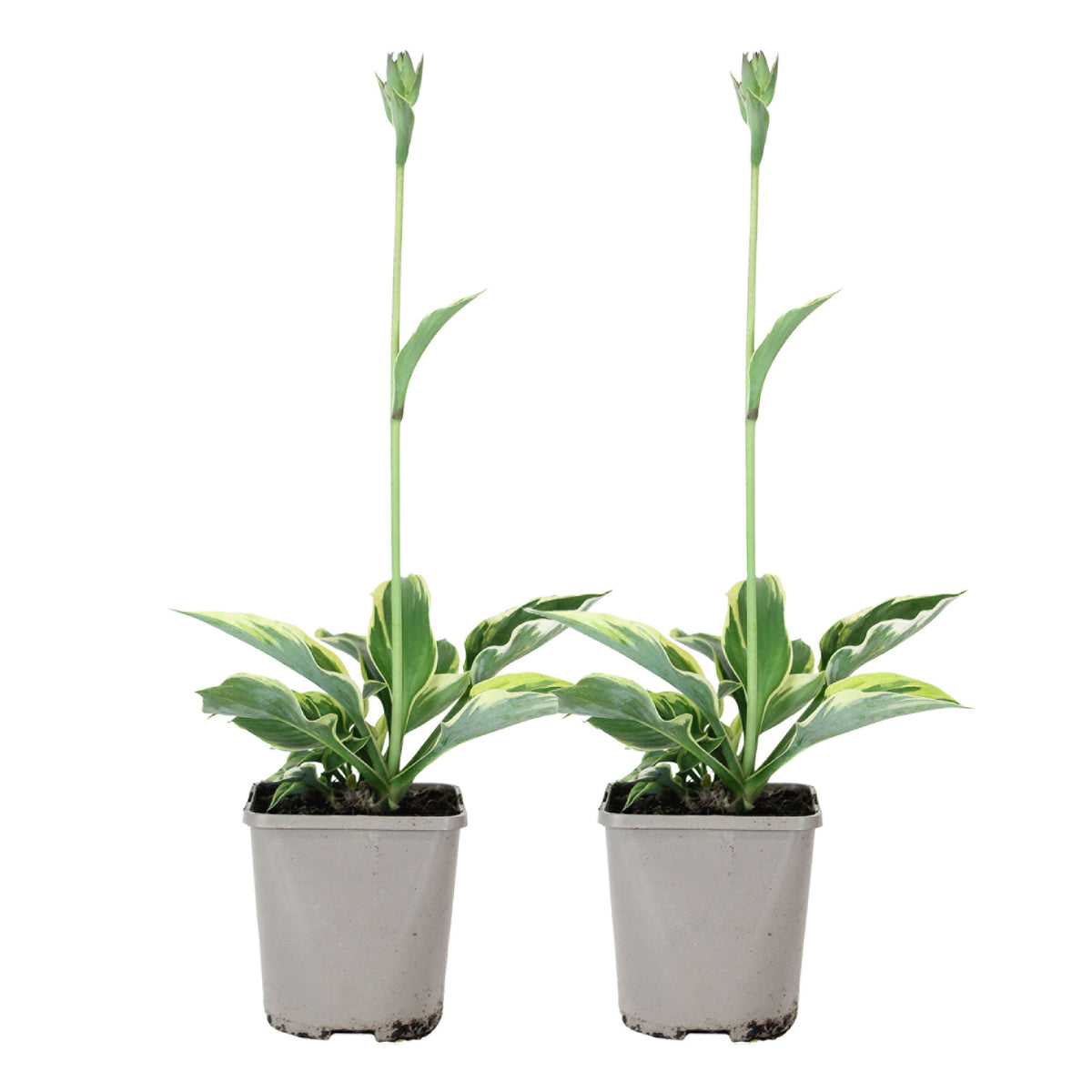 Plantain lily hosta 'Patriot' Green-White - Bio - Hardy plant