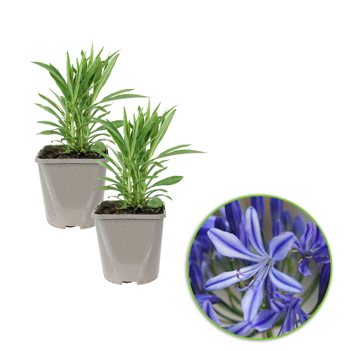 African lily Agapanthus 'Charlotte' Blue - Bio