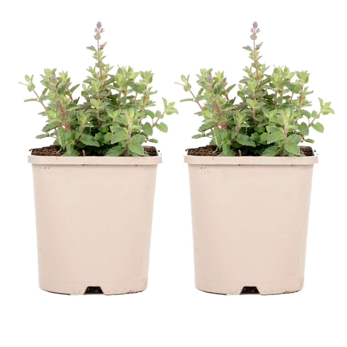 Catmint Nepeta 'Pursian Blue' Blue - Bio - Hardy plant