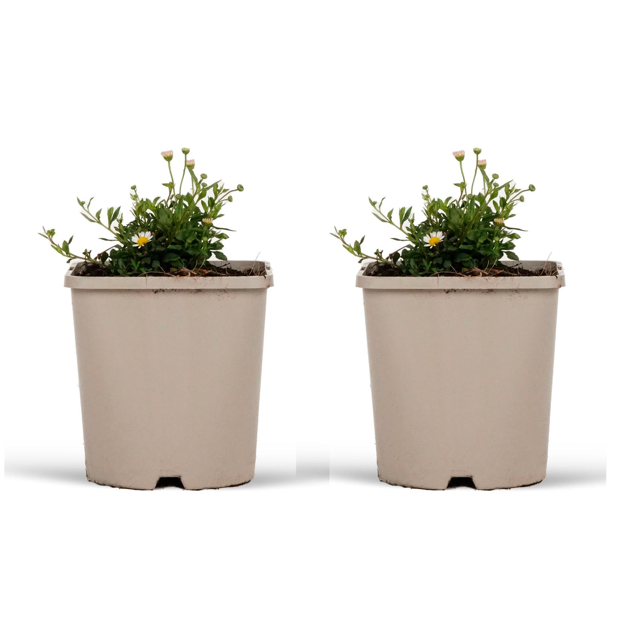 Fleabane Erigeron kavinskianus White-Pink - Bio - Hardy plant