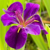 Black iris Iris 'Black Gamecock' purple - Marsh plant, waterside plant
