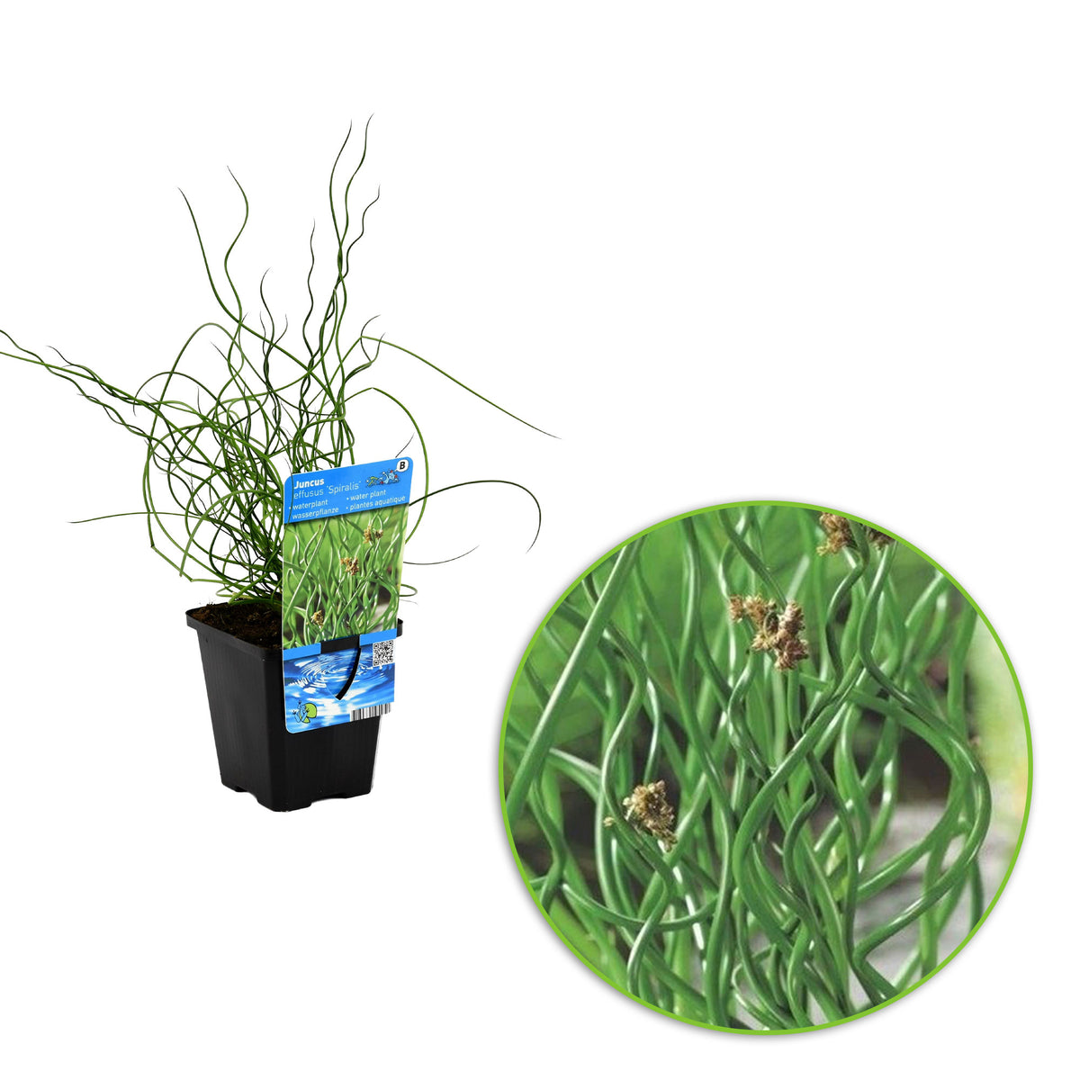 Corkscrew rush Juncus 'Spiralis' - Waterside plant